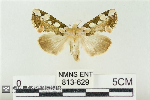 連珠波紋蛾藏品圖，第1張