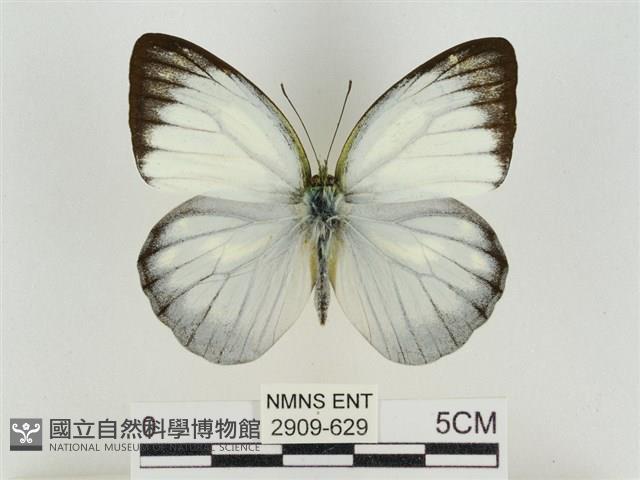 淡褐脈粉蝶藏品圖，第1張