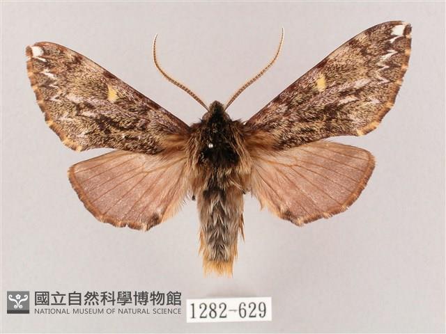 井上氏絨毛天蛾藏品圖，第1張