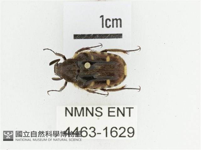 臺灣絨毛花金龜藏品圖，第1張