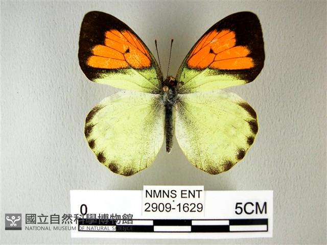 異粉蝶、雌白黃蝶藏品圖，第1張