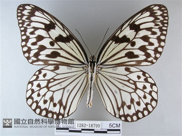 大白斑蝶藏品圖，第1張
