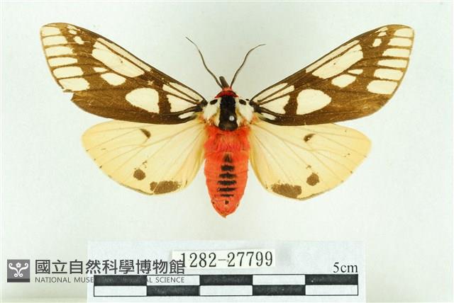 乳白斑燈蛾藏品圖，第1張