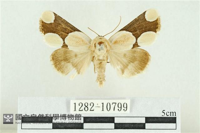 臺灣斑蕊夜蛾藏品圖，第1張