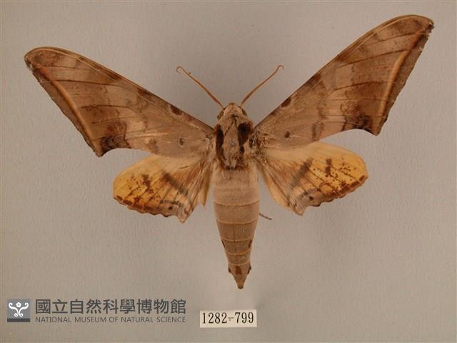 臺灣鷹翅天蛾藏品圖，第1張