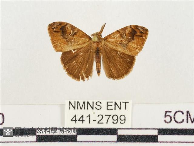 小白紋毒蛾藏品圖，第1張