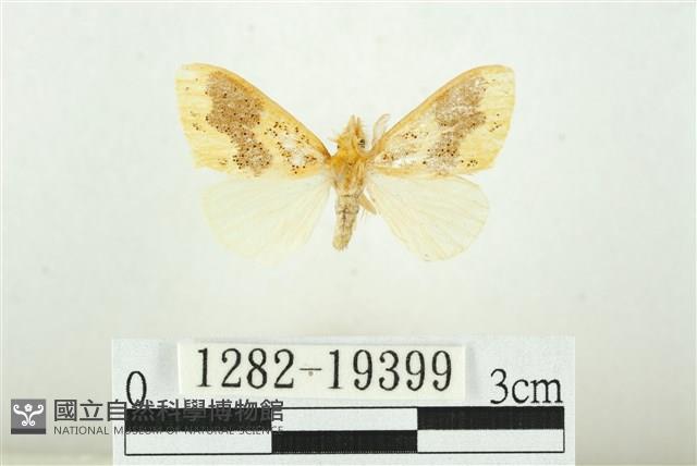 寬紋黃毒蛾藏品圖，第1張