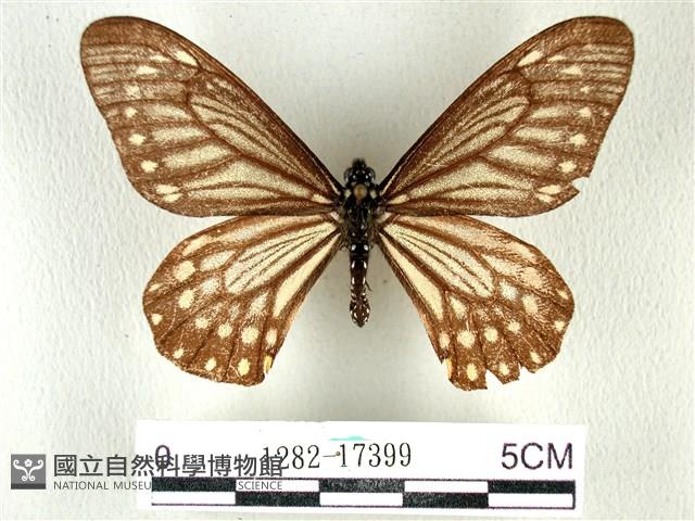 黃星斑鳳蝶藏品圖，第1張