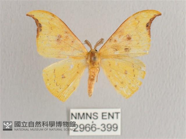 彎黑黃鉤蛾藏品圖，第1張