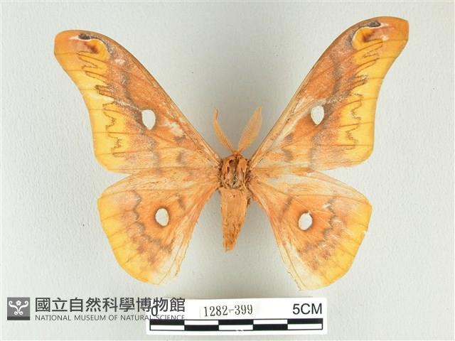 銀目天蠶蛾藏品圖，第1張
