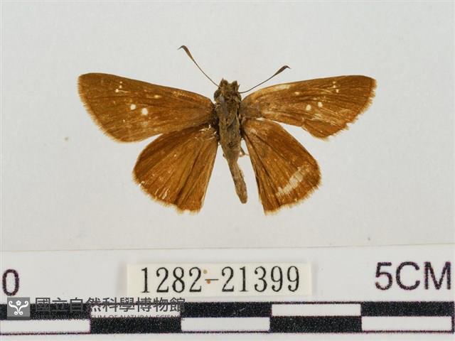 假禾弄蝶藏品圖，第1張