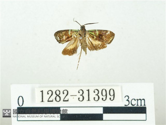 叉紋閃舞蛾藏品圖，第1張