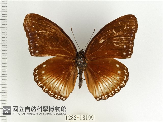 端紫幻蛺蝶藏品圖，第1張