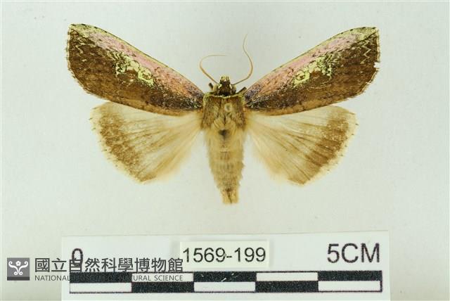 粉太波紋蛾藏品圖，第1張