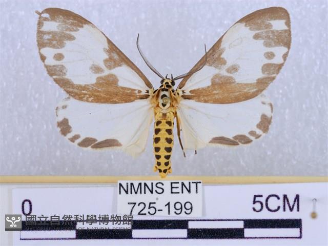 後凸蝶燈蛾藏品圖，第1張