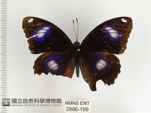 幻蛺蝶大陸亞種藏品圖，第1張