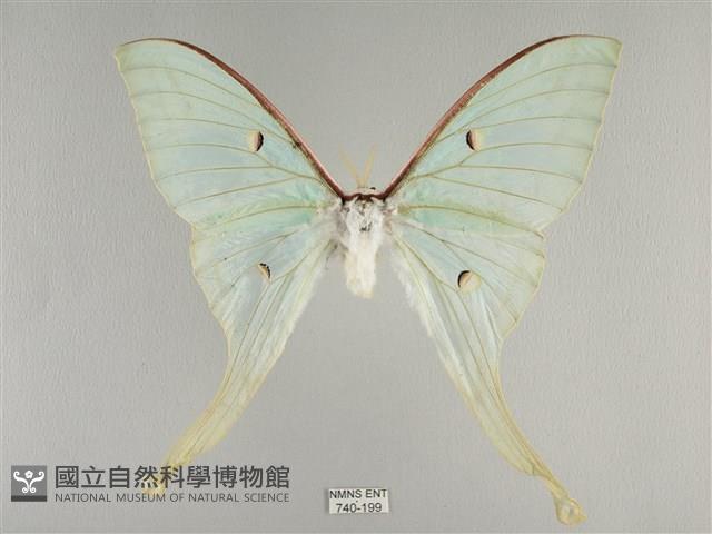 長尾水青蛾藏品圖，第1張