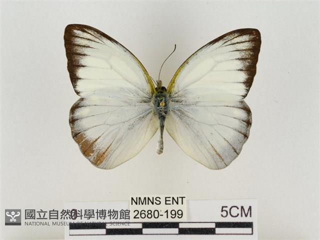 淡褐脈粉蝶藏品圖，第1張