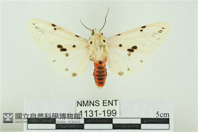 菊池污燈蛾藏品圖，第1張