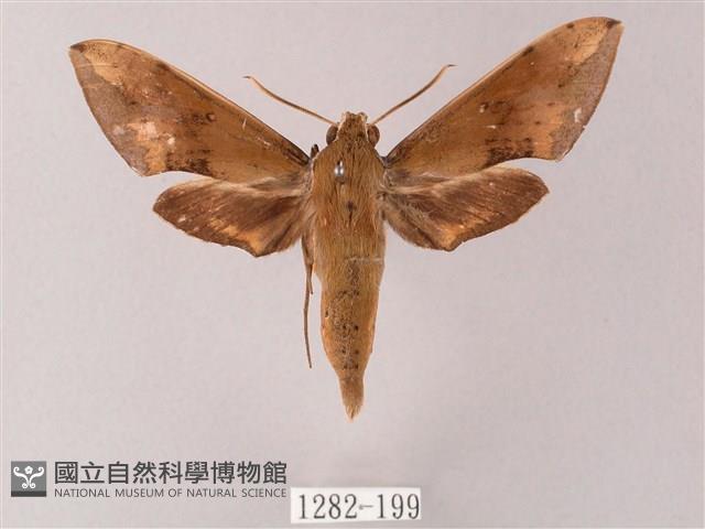 臺灣白肩天蛾藏品圖，第1張