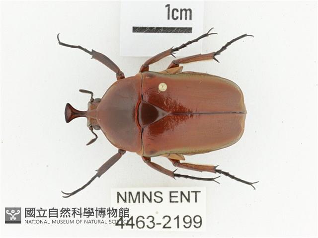 臺灣扇角金龜藏品圖，第1張