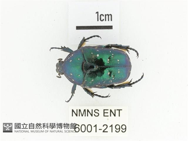 藍艷白點花金龜藏品圖，第1張