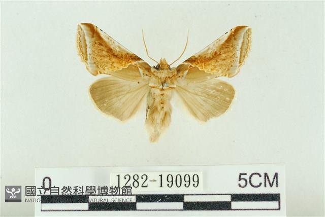 印華波紋蛾藏品圖，第1張