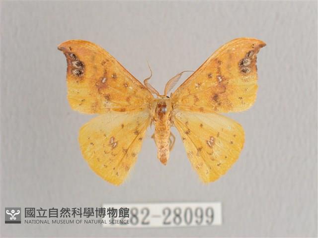 銀斑黃鉤蛾藏品圖，第1張