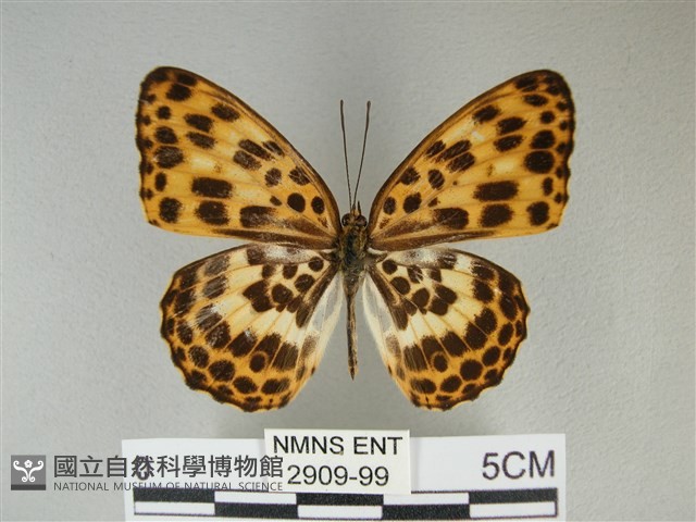 白裳貓蛺蝶藏品圖，第1張