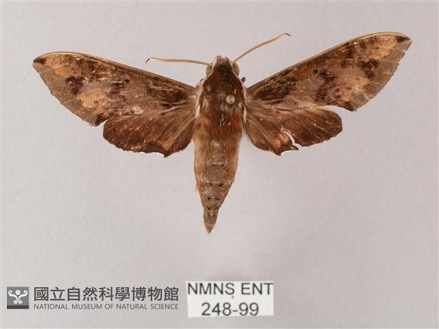 雙斑白肩天蛾藏品圖，第1張