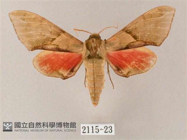 榆綠天蛾藏品圖，第1張