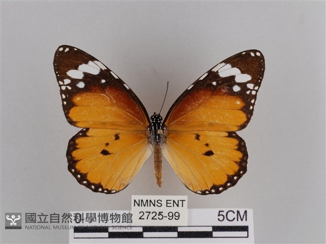 樺斑蝶藏品圖，第1張