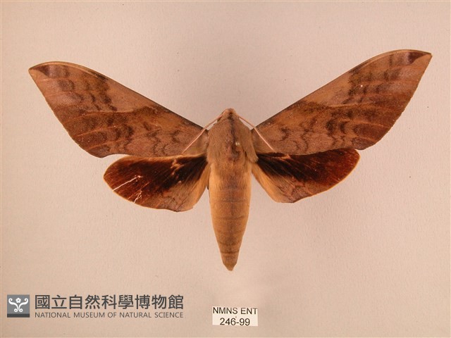 波紋豆天蛾藏品圖，第1張