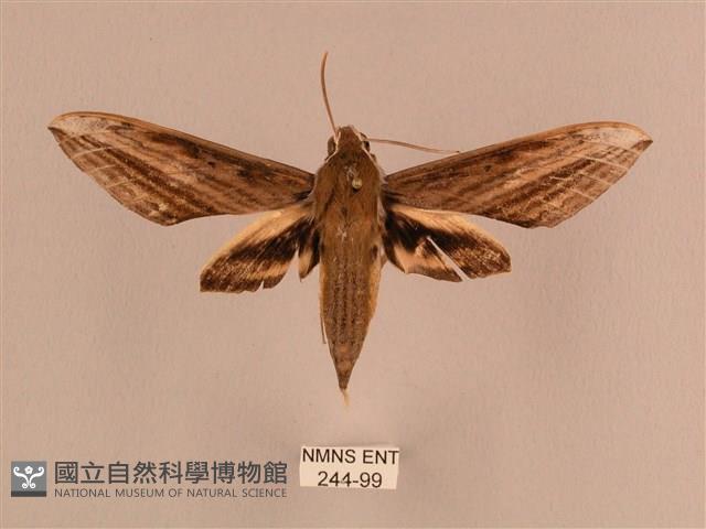 背線天蛾藏品圖，第1張
