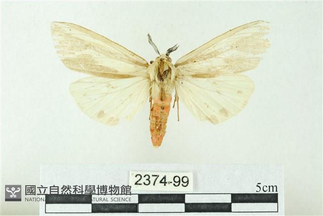 赭新污燈蛾藏品圖，第1張