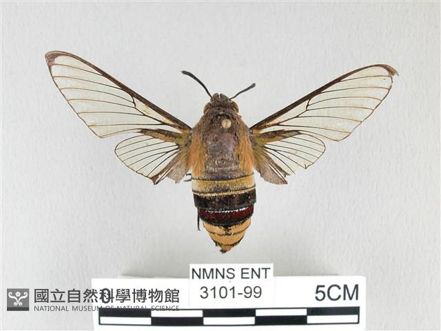 大透翅天蛾藏品圖，第1張