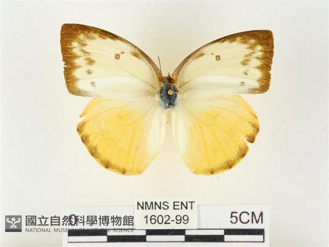 黃裙遷粉蝶藏品圖，第1張