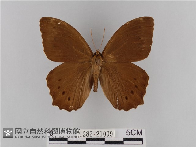 褐翅蔭眼蝶藏品圖，第1張