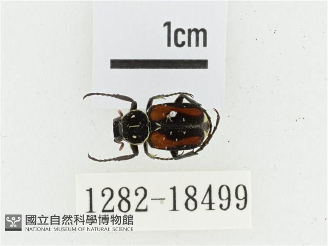 黑虎斑花金龜藏品圖，第1張