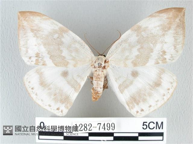 圓翅大鉤蛾藏品圖，第1張
