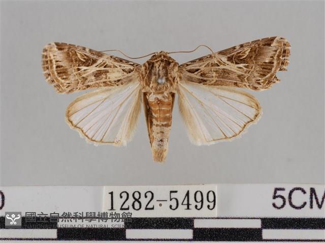 斜紋夜盜蛾藏品圖，第1張