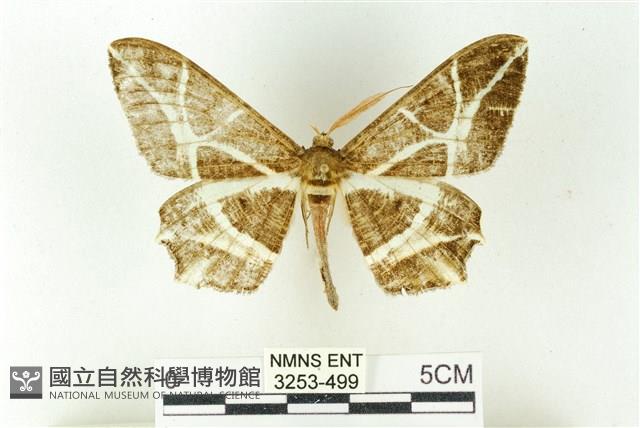 樹形尺蛾藏品圖，第1張