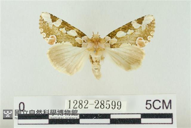 連珠波紋蛾藏品圖，第1張