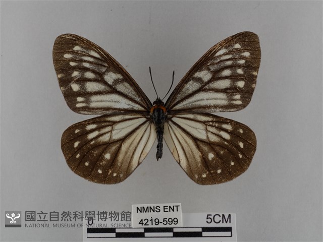 臺灣絹蛺蝶藏品圖，第1張