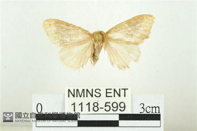 寬紋黃毒蛾藏品圖，第1張