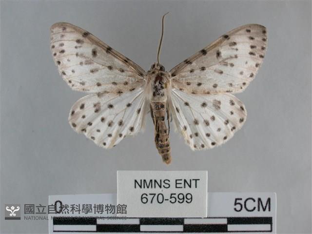 大胡麻斑星尺蛾藏品圖，第1張