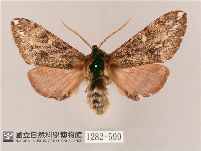 井上氏絨毛天蛾藏品圖，第1張