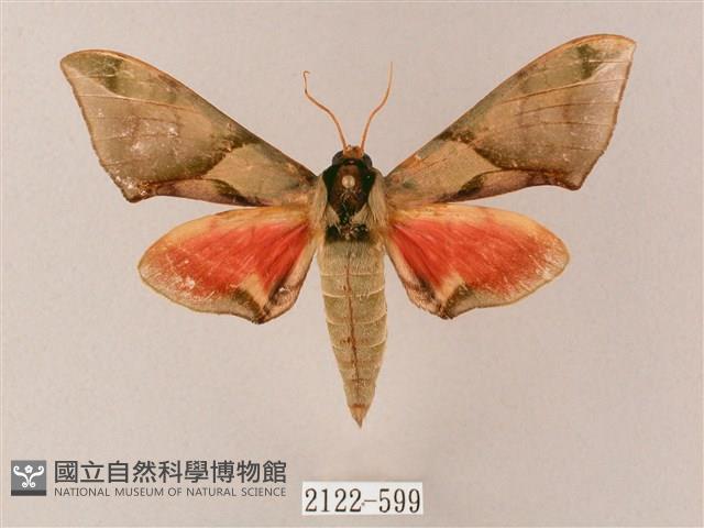 榆綠天蛾藏品圖，第1張