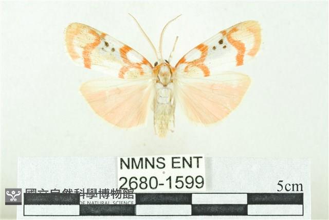 臺雪苔蛾藏品圖，第1張