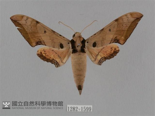 廣東鷹翅天蛾藏品圖，第1張